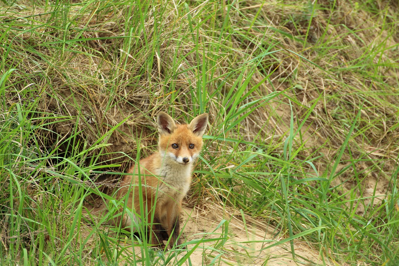 young-fox-1404017_1280