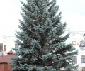 drzewko5