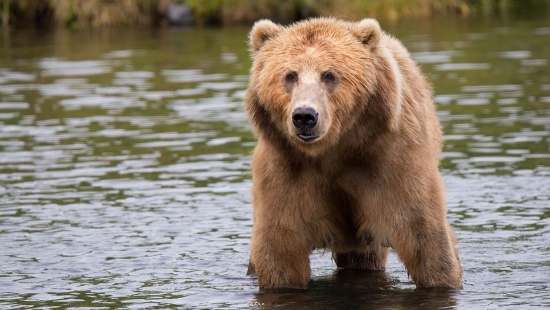 Nadleśnictwo Ustrzyki Dolne ostrzega przed niedźwiedziami! „Miśki” jesienią stają się aktywne i intensywnie żerują