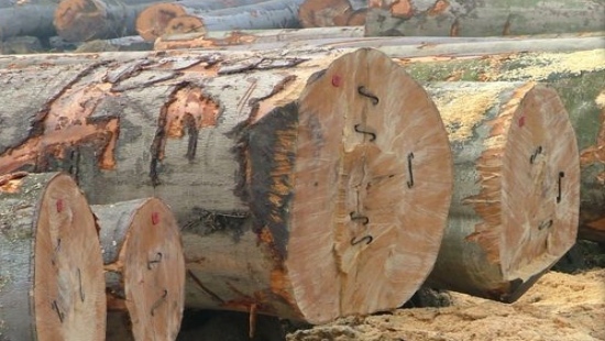 Sprzedaż drewna z lasów krośnieńskiej dyrekcji