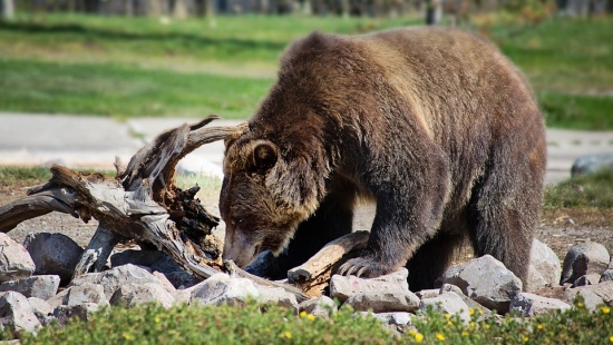 Populacja niedźwiedzia brunatnego rośnie. APEL DO MIESZKAŃCÓW!