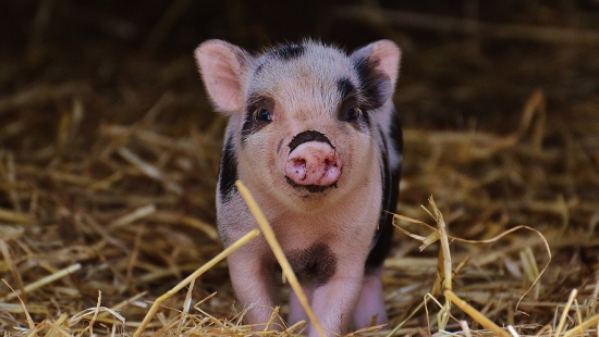 Afrykański pomór świń zagraża podkarpackim hodowlom?