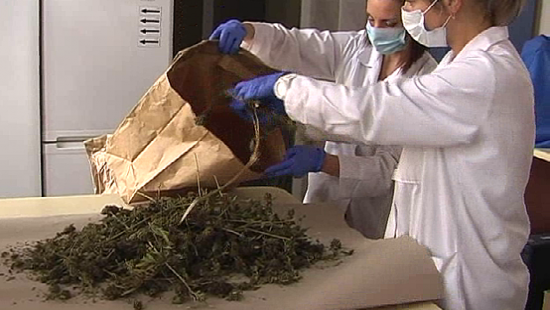 Policjanci zatrzymali 56 kg marihuany (FILM, ZDJĘCIA)