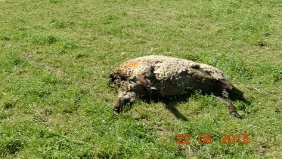 LALIN: 24 owce zagryzione przez wilki. Publikujemy zdjęcia z miejsca zdarzenia (ZDJĘCIA)