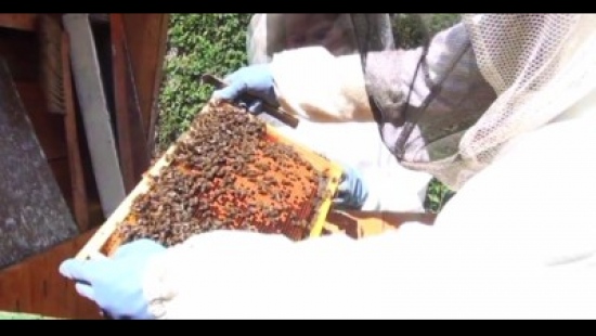 O chorobach, zagrożeniach i metodach walki… Kolejna konferencja pszczelarska w Sanoku (FILM)