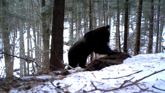 Niedźwiedź żerował na resztkach żubra (FILM)