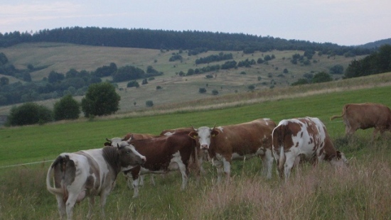 NASZ PATRONAT: Rolnicy chcą chronić polską wieś. Przyjedź w Bieszczady na ,,Dni otwarte”