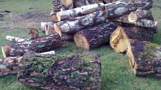 REGION: W Wielkim Tygodniu ukradli 11 metrów przestrzennych drewna (ZDJĘCIA)