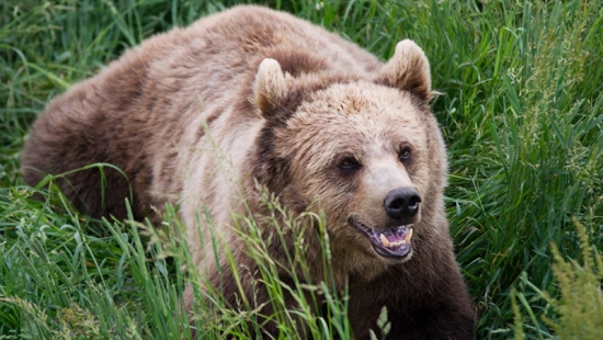 Nie żyje 60-latek poszukiwany przez ratowników GOPR, których zaatakował niedźwiedź (FILM, ZDJĘCIA)